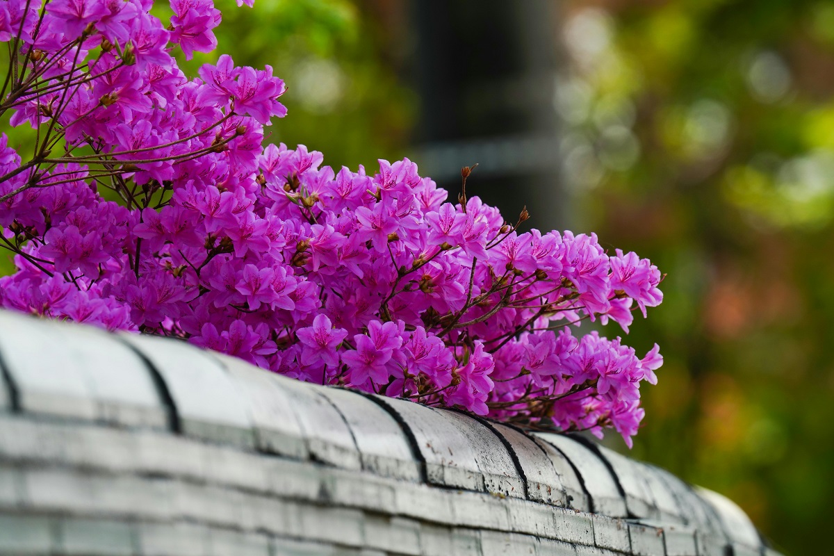 pink flowers behind a stone retaining wall